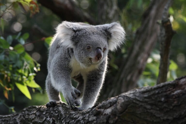 Il Grande Parco Nazionale dei Koala: una nuova era per la conservazione Il governo del New South...