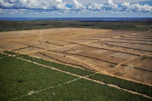 Continua la deforestazione per la soia nel Cerrado brasiliano nonostante la prossima EUDR.
