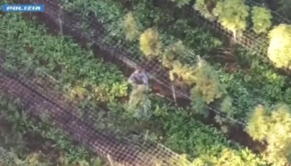 Scoperto laboratorio di marijuana e hashish a Verona: un arresto effettuato.