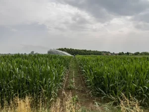 Crisi Idrica e Siccità: La Situazione a San Daniele Po San Daniele Po, un comune della provincia di...