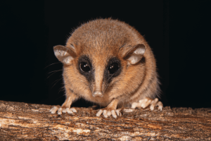Nuova scoperta: toporagno opossum finora sconosciuto dalle Ande peruviane.
