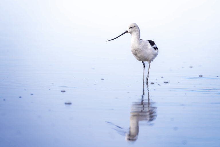 Osservazione degli uccelli: un legame profondo tra natura e giustizia sociale
