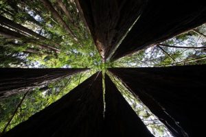 Sostenere la leadership in prima linea durante la crisi: un approccio strategico fondamentale.