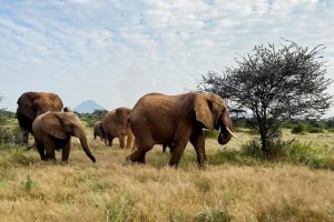Elefanti migratori ottengono spazi vitali grazie a sforzi di conservazione comunitaria.