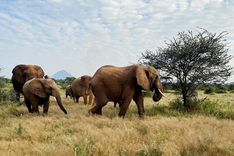 La Lotta per la Sopravvivenza degli Elefanti in Kenya Negli ultimi anni, i dati sui movimenti degli...
