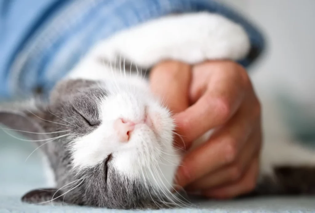 Lo sai perché il gatto fa le fusa? Scopri il segreto del suo dolce ronzio!