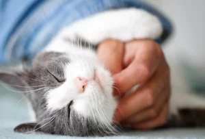 Lo sai perché il gatto fa le fusa? Scopri il segreto del suo dolce ronzio!