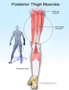 Che cosa sono i muscoli posteriori della coscia (hamstring)? I muscoli posteriori della coscia...