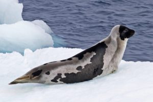 Tre specie di foche artiche in pericolo: l'influenza del cambiamento climatico Tre specie di foche...