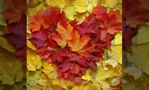 L’appuntamento autunnale perfetto per il tuo partner, secondo l’astrologia