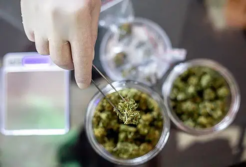 La cannabis sativa, una delle tre principali specie di cannabis, è nota per il suo contenuto di THC...