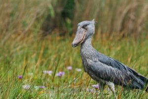 Lake Albert: Uganda’s Efforts to Curb Pollution from Oil Drilling Under Scrutiny