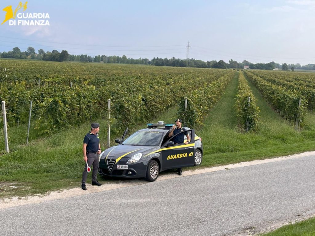 Controlli vendemmia: 14 braccianti irregolari scoperti nel Trevigiano durante le ispezioni.