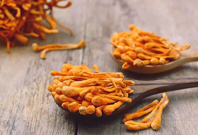 I Cordyceps sono un tipo di funghi noti soprattutto per le loro proprietà adattogene, capaci di...