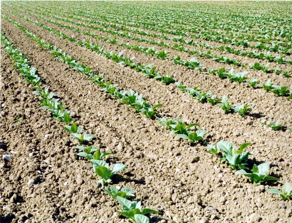 Tabacco: pieno sostegno al Governo per difendere un sistema virtuoso e sostenibile