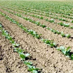 Tabacco: pieno sostegno al Governo per difendere un sistema virtuoso e sostenibile