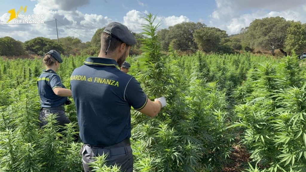Maxi piantagione di marijuana scoperta nel Sassarese: 4.600 piante denunciate.