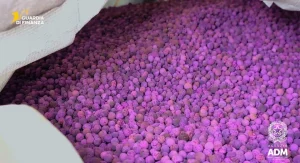 Sequestro di Sostanze Chimiche al Porto di Genova GENOVA (ITALPRESS) – I funzionari del Reparto...