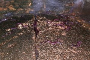 Le migrazioni bloccate dai nuovi dighe dietro la “pioggia di pesci” in Sri Lanka.