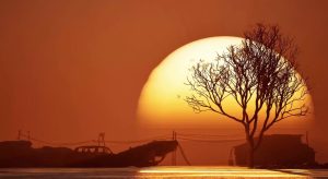 Caldo estremo: una minaccia alla fertilità degli animali e sopravvivenza di intere specie.