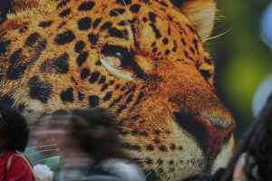 Mongabay Fellows esprimono visioni e speranze per il futuro nella loro ‘Lettera al Futuro’