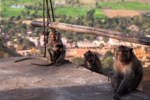 Quanto costa un monkey? Scopri il prezzo e le curiosità sugli scimpanzé.