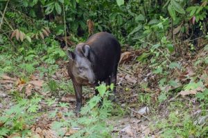 Nuovo accordo per semplificare la protezione della Foresta Amazzonica e preservare l’ambiente.