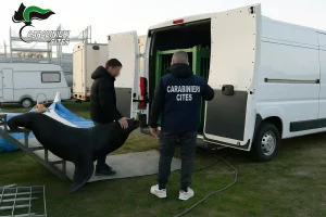 Leone marino salvato a Verona, ora allo zoo di Napoli: una storia di speranza.