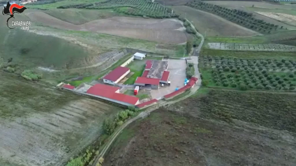 Scoperta macellazione clandestina di cavalli: arrestato un uomo, cinque denunciati nel Crotonese.