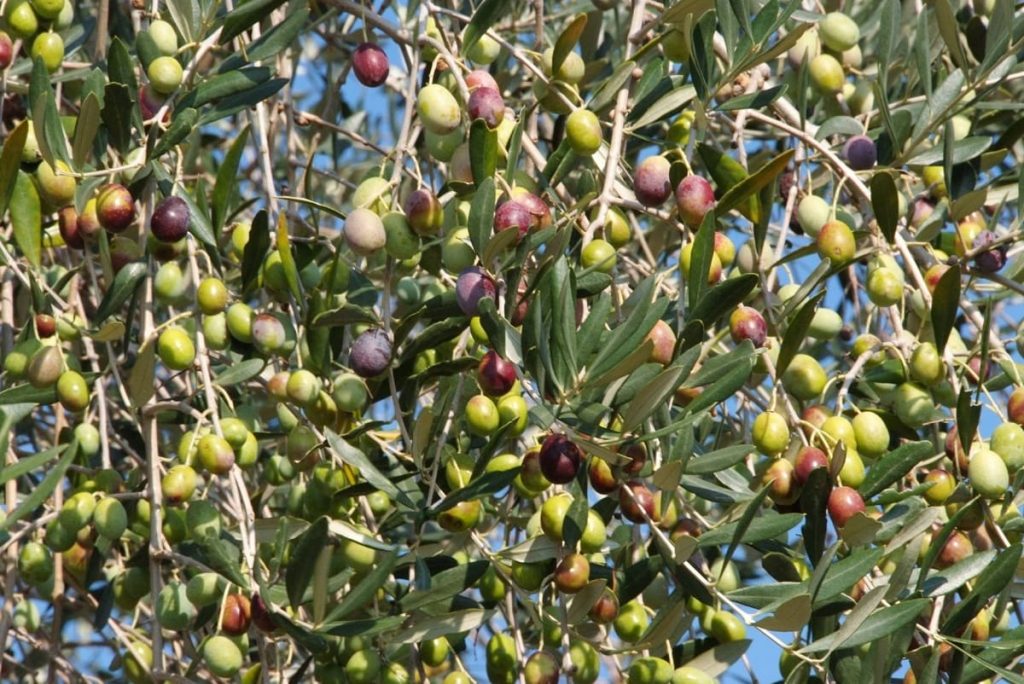 Il fascino dell’oleoturismo: visite ai frantoi e percorsi tra gli uliveti in Italia