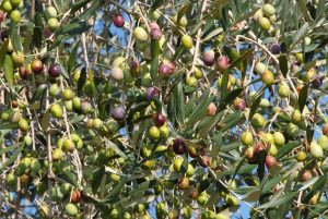 Il fascino dell’oleoturismo: visite ai frantoi e percorsi tra gli uliveti in Italia