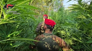 Maxi operazione contro la coltivazione illegale di marijuana nel Reggino: un arresto.