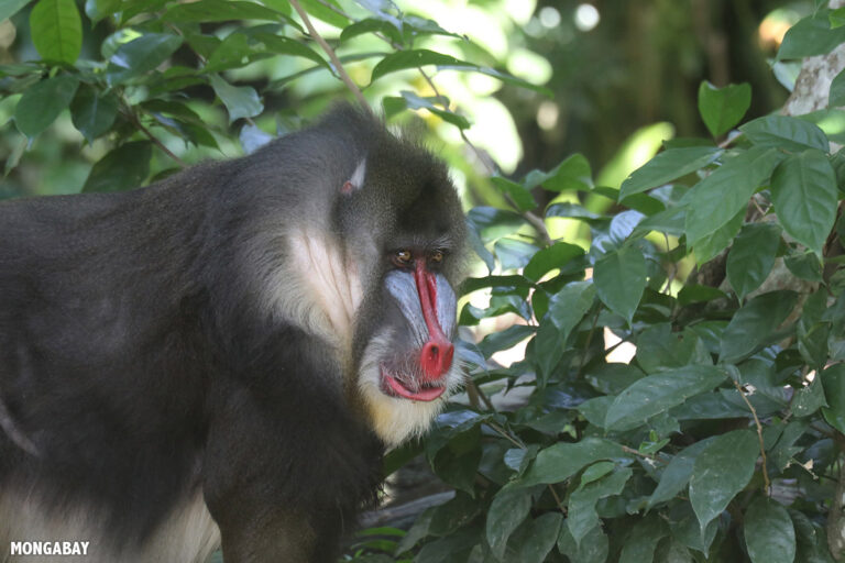 Comunità del Bacino del Congo: le spese nascoste dell’espansione industriale.