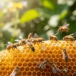 Come camunicano le api: il “Waggle Dance” una danza di intelligenza e comunicazione