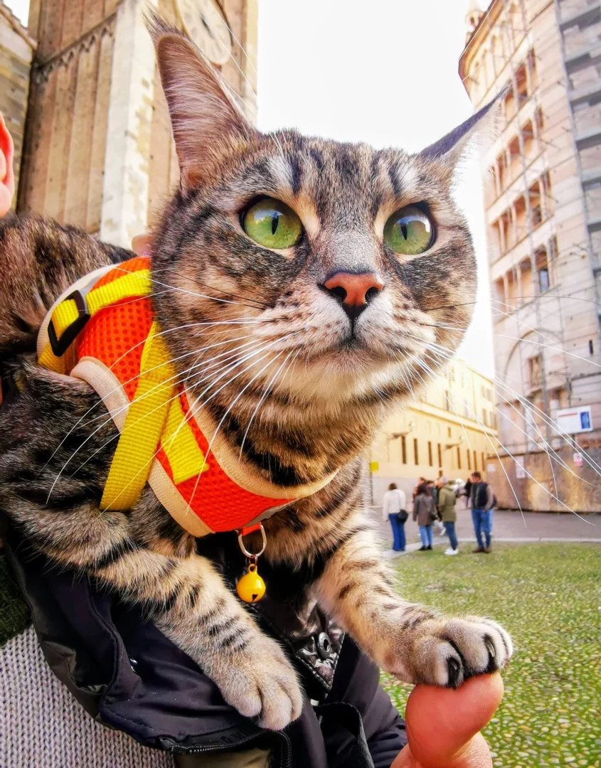 Viaggiare con un gatto si può: la storia di Gigia e delle sue avventure