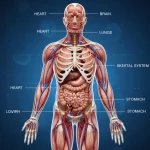 Cosa è leiomiosarcoma: tassi di sopravvivenza, sintomi e cause principali