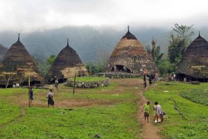 Il Sottile Legame tra Lingua e Agroforestry nei Monti di Flores Nelle alte terre di Flores, in...