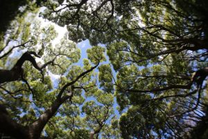 “Africa: il futuro leader verde? L’intervista a Mohamed Adow di Power Shift Africa”