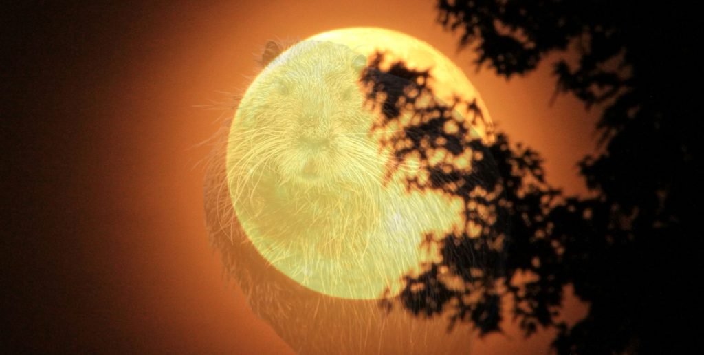 Superluna del Castoro 2025: come ammirare questo straordinario evento astronomico.