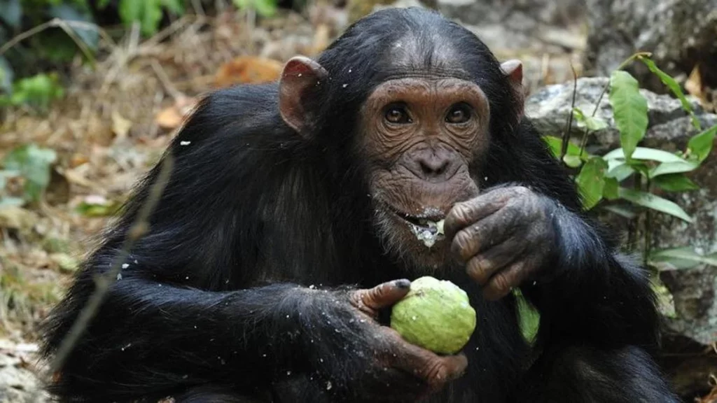 Scimpanzé e frutta: un legame che potrebbe svelare l’attrazione umana per l’alcol