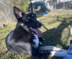 Teague: il cane dal grande cuore cerca una famiglia affettuosa per una nuova vita.