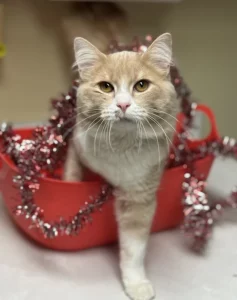 Bowen cerca un amico per la vita: scopri il suo straordinario affetto!