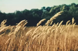 Rinnovo dell'Accordo “Grano Duro di Alta Qualità” in Emilia-Romagna BOLOGNA (ITALPRESS)...