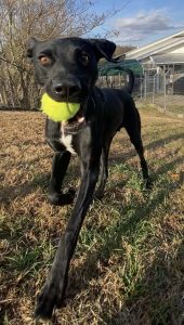 Hero, il cane felice amante dell’escursionismo: avventure all’aria aperta!