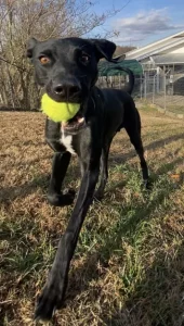 Hero, il cane felice amante dell’escursionismo: avventure all’aria aperta!