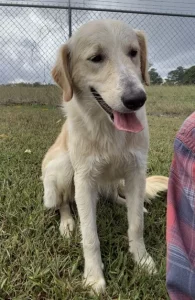 Sam: il tuo amico a quattro zampe dal cuore solare e gioioso! Scoprilo ora!