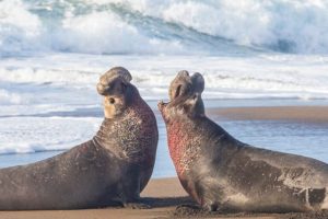 Le Foche Elefante e il Loro Mondo Unico Le foche elefante trascorrono la maggior parte della loro...