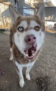 Sherwood: il cane dal cuore profondo che incanta con il suo ‘Aroo!’