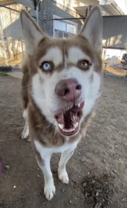 Sherwood: il cane dal cuore profondo che incanta con il suo ‘Aroo!’