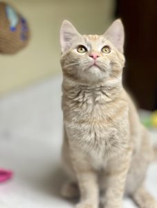 Dundee adora “preparare biscotteri”: il suo modo unico di mostrarsi affettuoso!